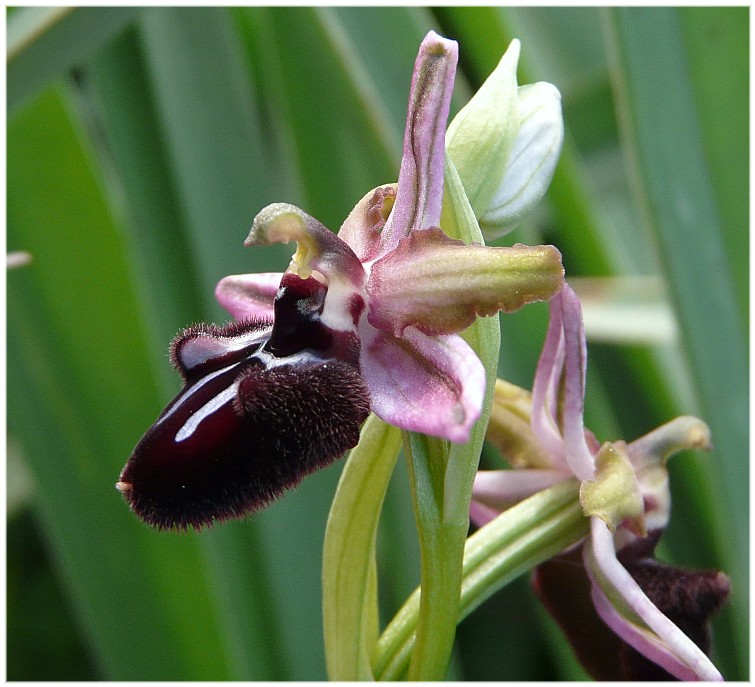 Ophrys sipontensis